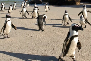 Penguins on Boulders Beach