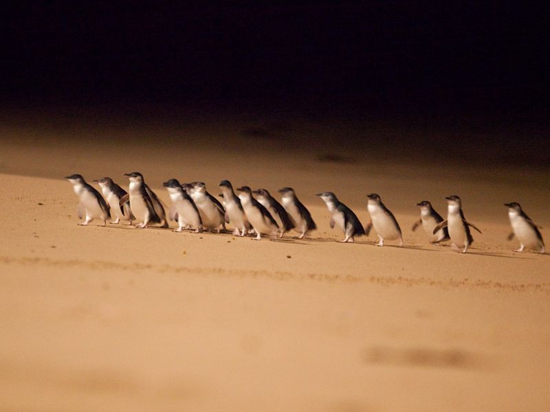 Penguin parade on Phillip Island