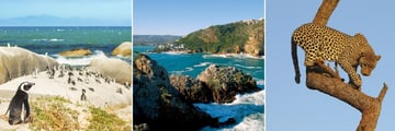 Penguins on Boulder Beach, Knysna landscapes & Eastern Cape leopard, South Africa