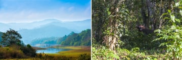Periyar Wildlife Sanctuary & Wild Indian Bison, South India