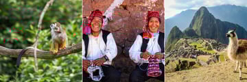 Peruvian monkey in the Amazon jungle, locals in Cusco, and alpacas at Machu Picchu