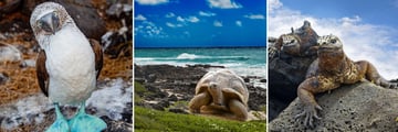 Phenomenal Wildlife Opportunities across the Galapagos Islands