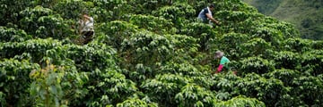 Picking coffee beans in Colombia