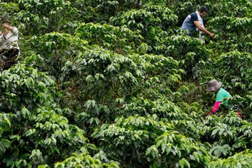Picking coffee beans in Colombia