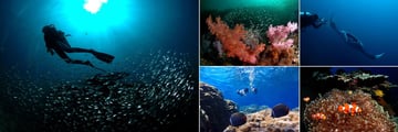 Pimalai Resort & Spa, Koh Lanta, Scuba Diving, Reef, Manta Ray, Clown Fish and Snorkeling