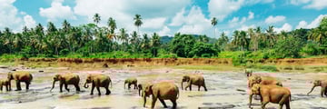 Pinnawala Elephant Orphanage Sri Lanka
