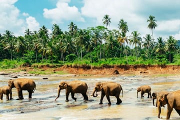 Pinnawala Elephant Orphanage Sri Lanka