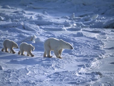 Arctic