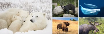 The Big Five: Polar Bear, Black Bear, Beluga Whale, Bison & Moose