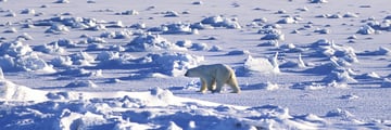 Polar bear in Churchill, Manitoba