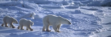 Arctic Polar Bear Family