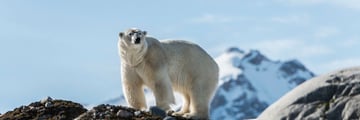 Polar Bear in the Arctic