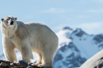 Polar Bear in the Arctic