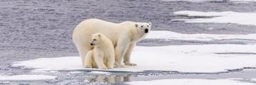 Polar Bears in the stunning Manitoba Scenery