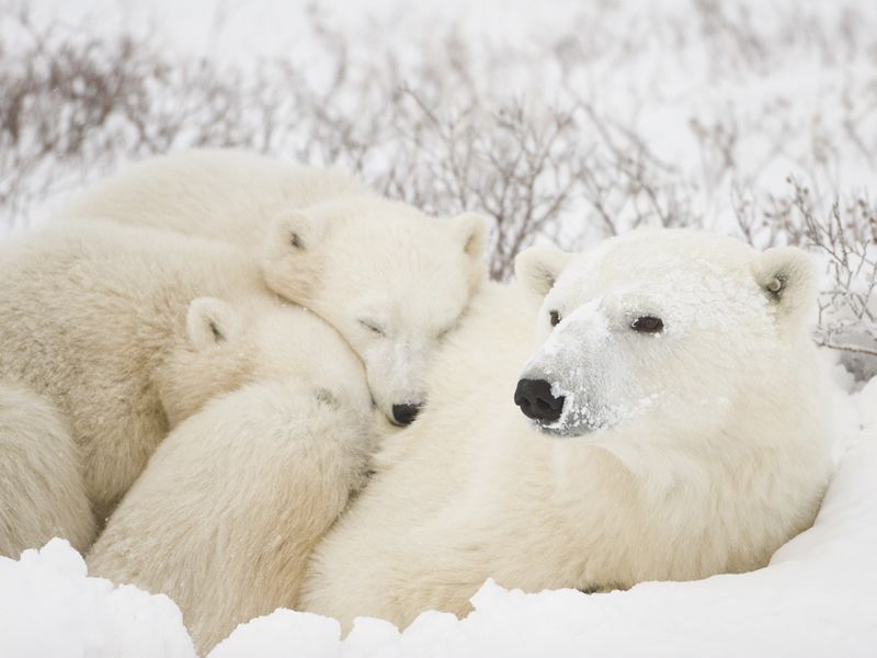 Polar bear mum and cubs