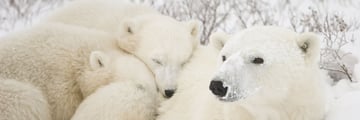 Polar bear family in Churchill, Manitoba