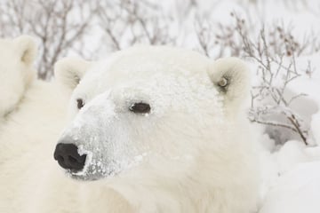 Polar bear family in Churchill, Manitoba
