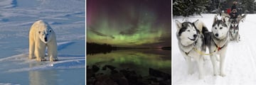 Polar Bear, Northern Lights & Sleigh Ride through the Snow