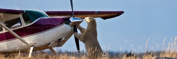 Polar Bear Viewings (Credit: Churchill Wild)