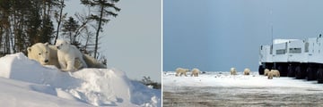 Polar Bear Sightings & Tundra Buggy at Polar Bear Point