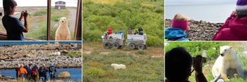 Polar Bear Viewings (Credit: Churchill Wild)