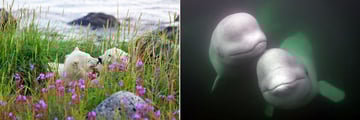 Polar Bears and Belugas (Credit: Churchill Wild)