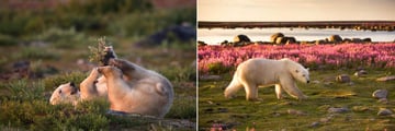 Summer Season in Churchill, Polar Bear Watching (Credit: Churchill Wild)