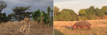 Porini Lion Camp