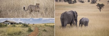 Porini Lion Camp