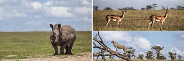 Porini Rhino Camp