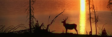 Wildlife in the American Rockies' prairies