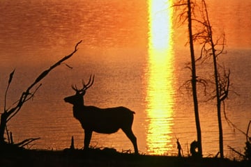 Wildlife in the American Rockies' prairies