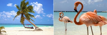 Pristine beach & flamingos