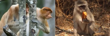Proboscis monkeys and a monkey eating