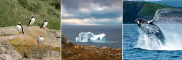 Puffins, Iceberg & Whale Sightings in Newfoundland and Labrador