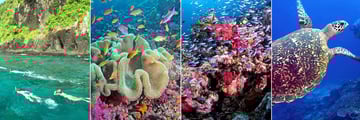 Snorkeling and Scuba Diving at Qamea Resort & Spa Fiji
