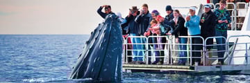 Whale watching in Queensland