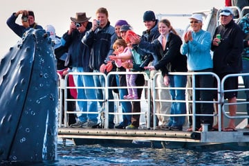 Whale watching in Queensland