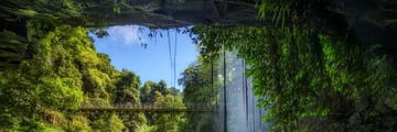 Beautiful rainforest in Dorrigo National Park, New South Wales