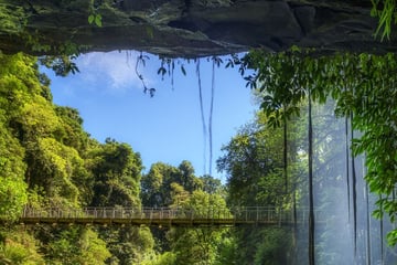 Beautiful rainforest in Dorrigo National Park, New South Wales