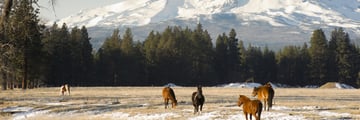 Ranch horses in Oregon