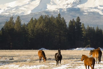 Ranch horses in Oregon