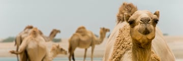 Ras Al Khaimah desert camels