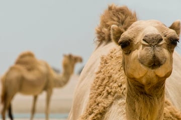 Ras Al Khaimah desert camels