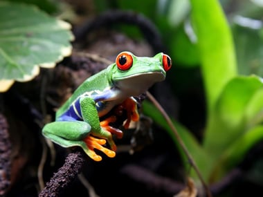 Costa Rica