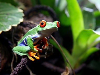 Red eye tree frog, Costa Rica