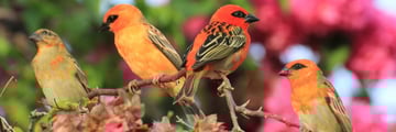 Red Fody Mahe Seychelles