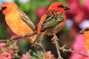Red Fody Mahe Seychelles