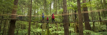Redwoods tree walk, Rotorua