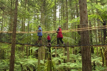 Redwoods tree walk, Rotorua